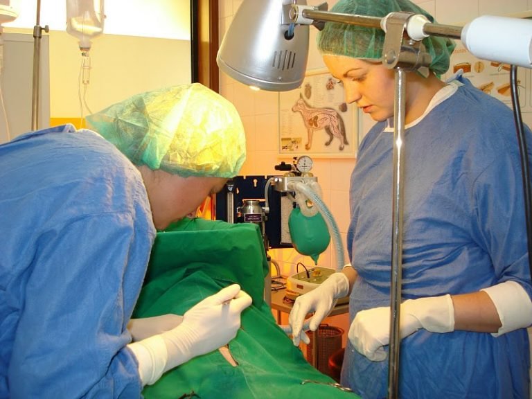 Internship for Veterinary Students Clinics for experience